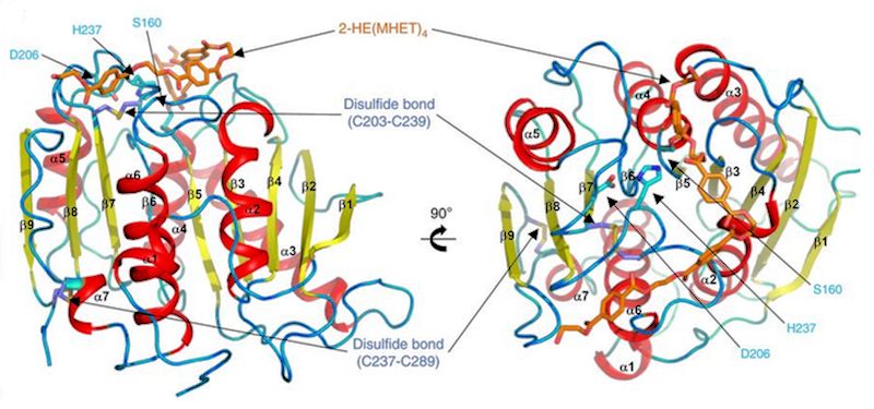 Disulfide bridges