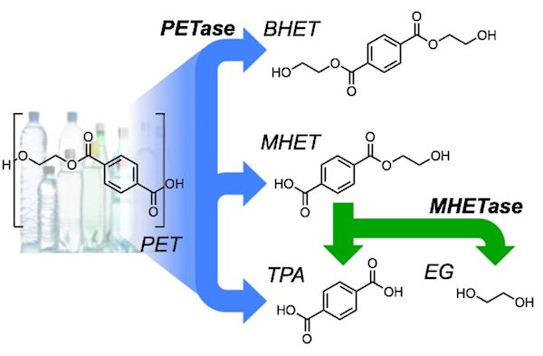 Mechanism of PETase action