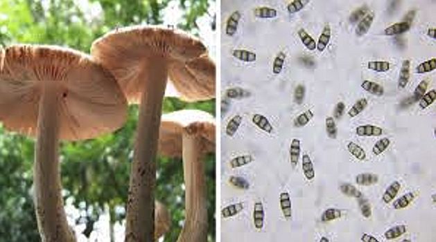 Pestalotiopsis microspora and its spores