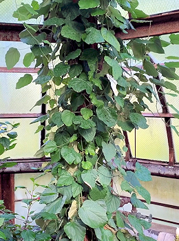 Chondrodendron tomentosum