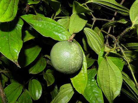 Strychnos toxifera