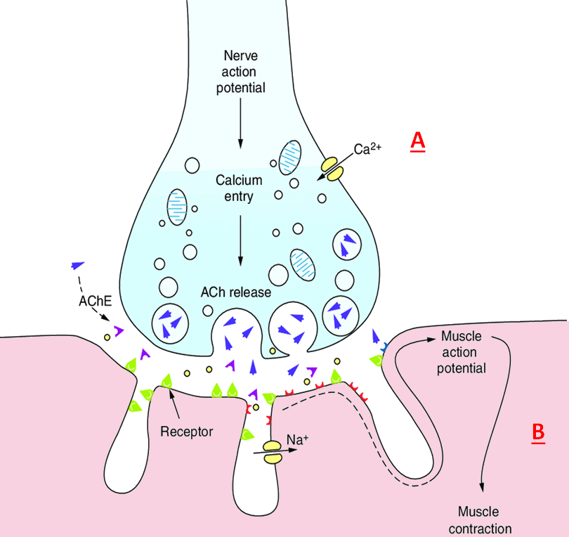neuromuscular junction