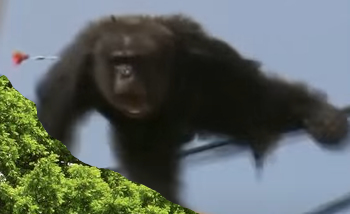 Monkey