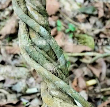 vine