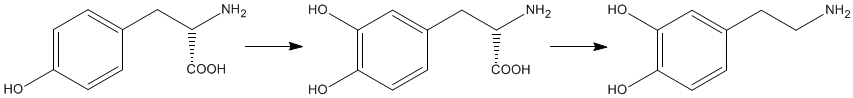 Biosynthesis of dopamine