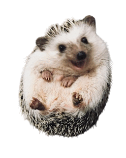 Cute hedgehog