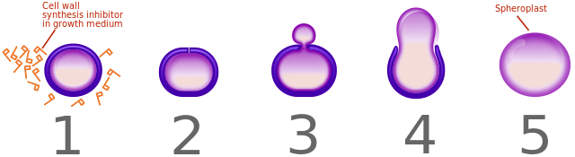 Penicillin’s effects on a bacterium