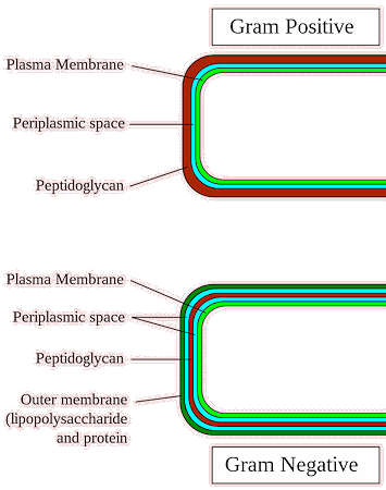 Gram positive and negative bacteria