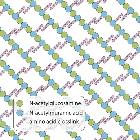 Peptidoglycan