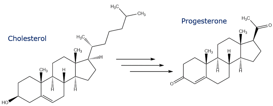 Conversion of cholesterol to progesterone